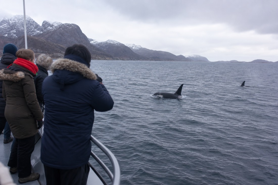 Passengers in winter jackets watching orcas from the deck of a modern hybrid-electric boat