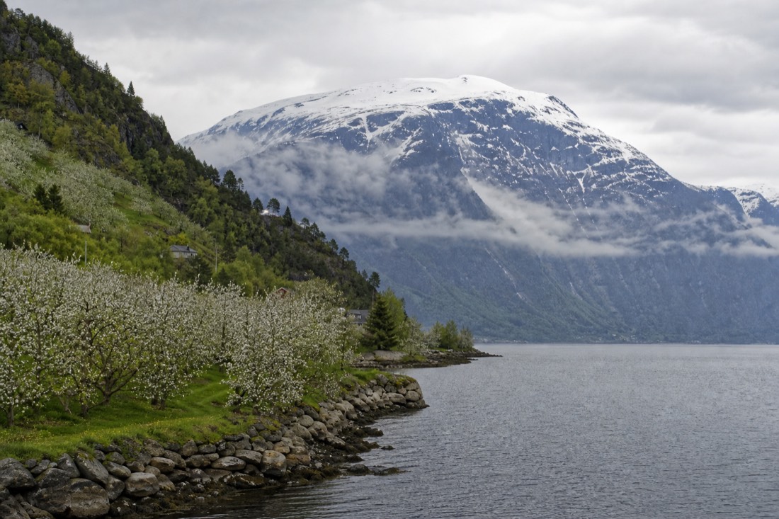 Apple orchards in white blossom on a fjord shore with snow-topped mountains behind