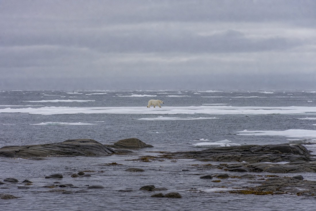 Distant polar bear walking across pack ice photographed from far off with grey sea and low cloud behind