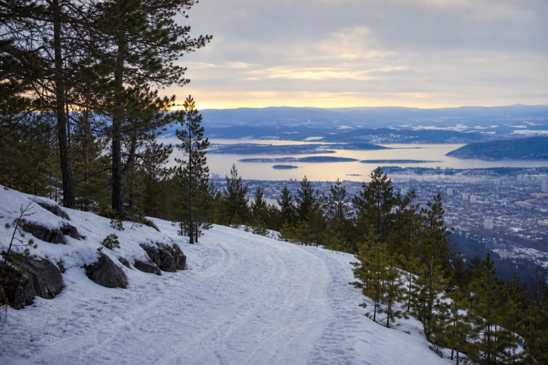Snow-covered cross-country ski tracks running through pine forest above Oslo with the city and fjord visible below